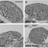 Male hormone plays key role in ovarian development