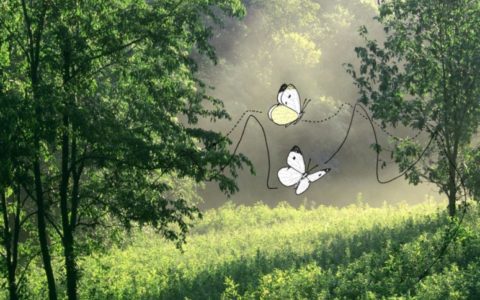 Biologist looks at butterflies to help solve human infertility