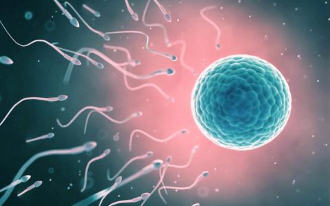 Gene Crucial For Embryo Implantation Discovered; May Offer Important Insight Into Variety Of Infertility Issues