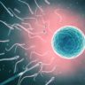 Gene Crucial For Embryo Implantation Discovered; May Offer Important Insight Into Variety Of Infertility Issues