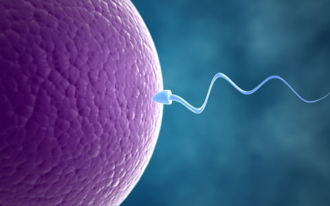 Older eggs less fertile due to poor cell division