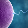 Older eggs less fertile due to poor cell division