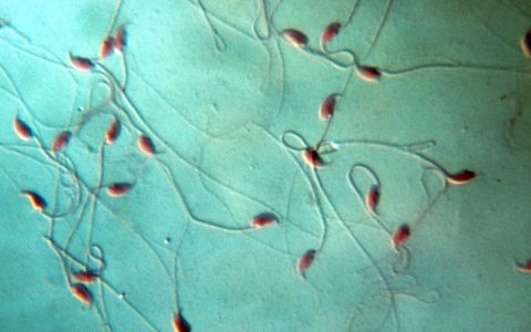 Mouse sperm sent into space produces healthy IVF babies