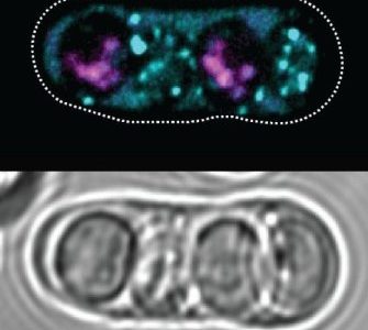 Researchers from the Stowers Institute for Medical Research have identified an unprecedented genetic survival strategy