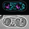 Researchers from the Stowers Institute for Medical Research have identified an unprecedented genetic survival strategy