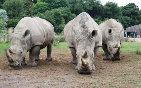 World’s first test-tube rhinos could be born from animals at Longleat safari park