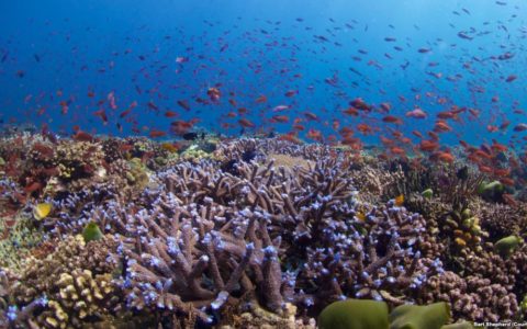In Vitro Fertilization Could Help Restore Vulnerable Coral Reefs