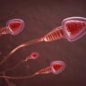 What Causes Male Infertility? Sperm Cells With Poorly Packaged Genes, Researchers Say