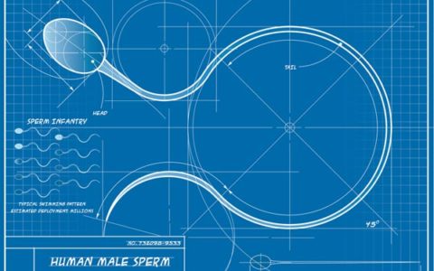 Mathematical formula describes how sperm swim