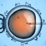 Norwegian Biotechnology Council recommends that egg donation be made legal in Norway