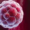 Scientists get ‘gene editing’ go-ahead