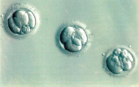 American spouses gave their 6 frozen embryos to one childless couple