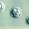 American spouses gave their 6 frozen embryos to one childless couple