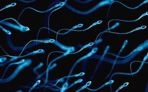 Chinese scientists have grown artificial sperm