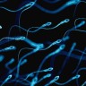 Chinese scientists have grown artificial sperm