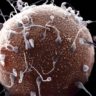 Male infertility research reveals how a new life begins