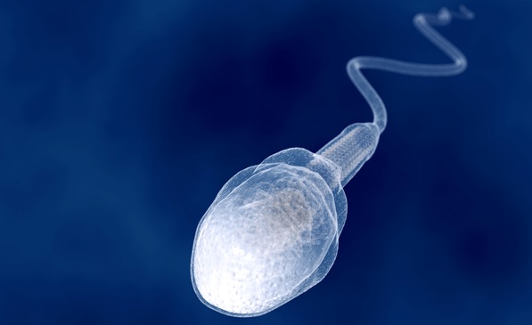 sperm How long fertile is