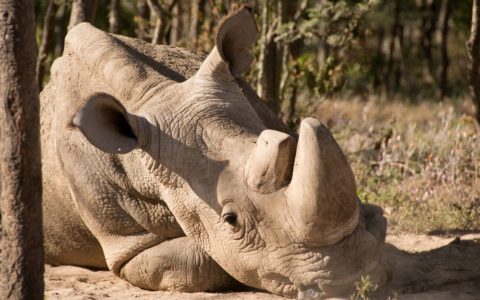 Scientists turn to experimental IVF as last male northern white rhino dies in captivity