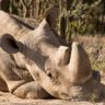 Scientists turn to experimental IVF as last male northern white rhino dies in captivity