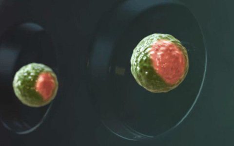 Scientists grow synthetic mouse embryos from stem cells