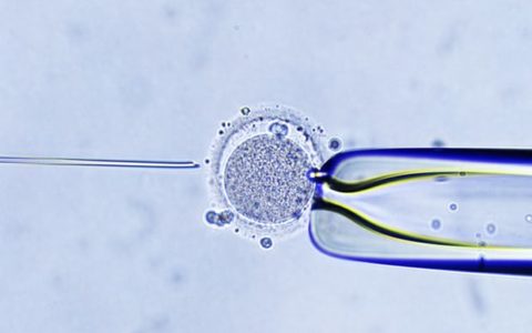 Six ways IVF changed the world – from Louise Brown to stem-cell research