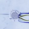 Six ways IVF changed the world – from Louise Brown to stem-cell research